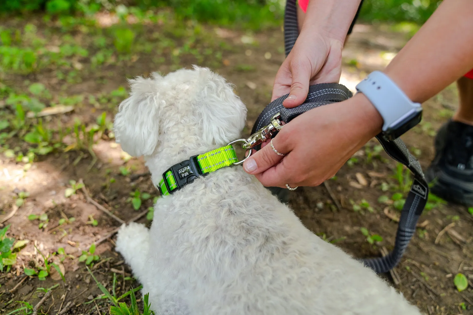 Appalachian Kiwi Green Dog Collar - Wholesale