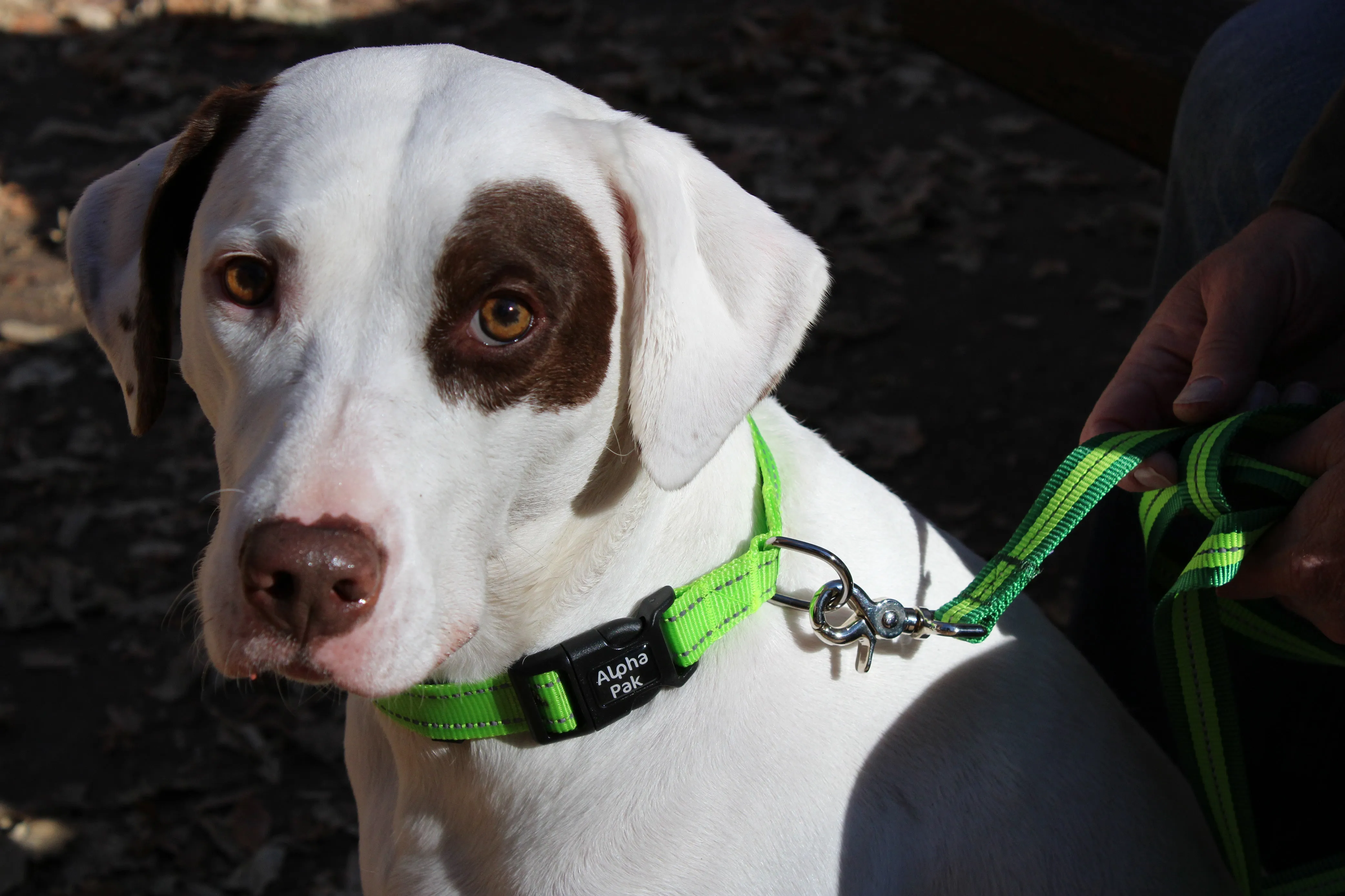 Appalachian Kiwi Green Dog Collar - Wholesale