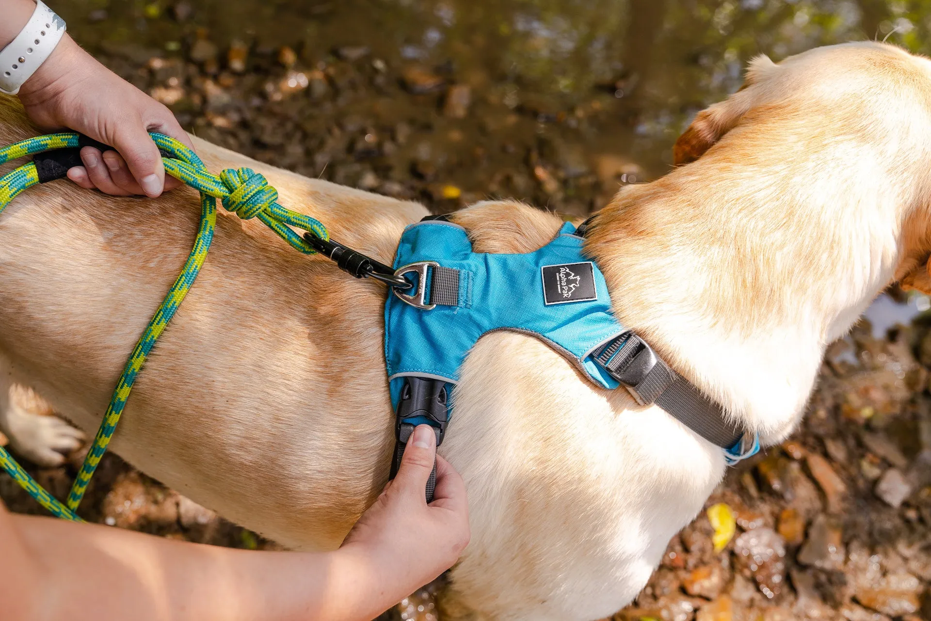 Millvue Ocean Blue EZ Fit™ Dog Harness - Wholesale