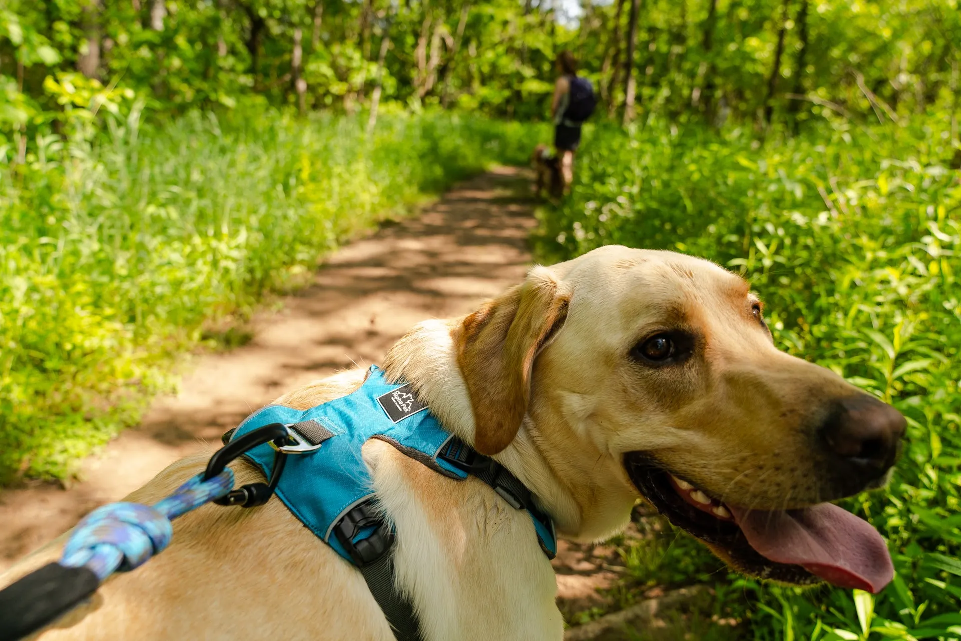 Millvue Ocean Blue EZ Fit™ Dog Harness - Wholesale