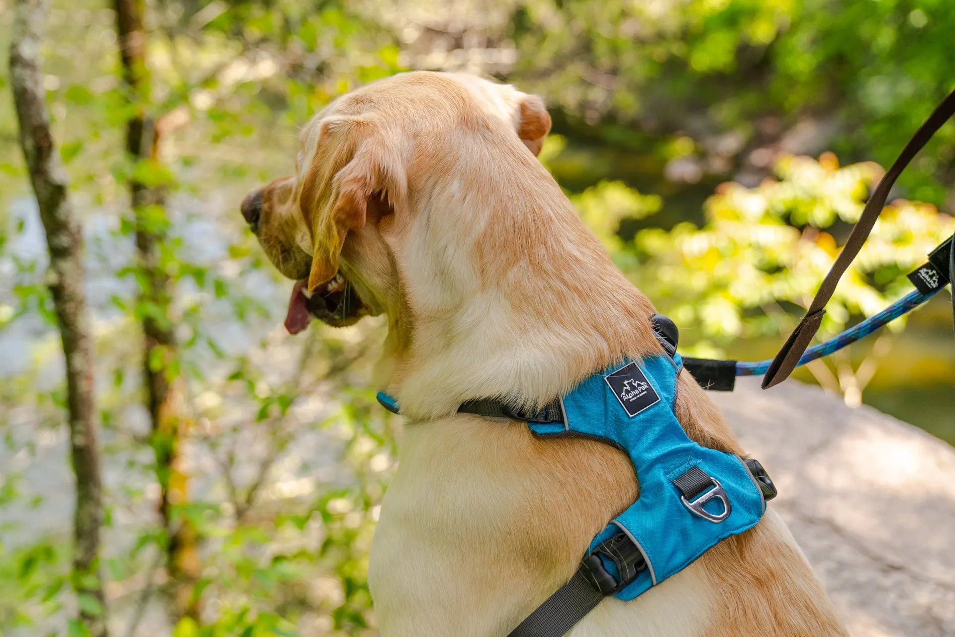 Millvue Ocean Blue EZ Fit™ Dog Harness - Wholesale